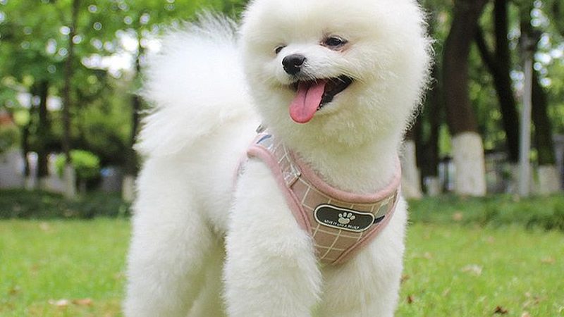 冷库与速冻设备：优缺点对比解析